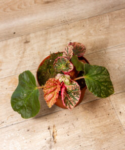 Begonia Midnight Sun Variegata 1A