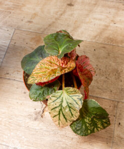 Begonia Midnight Sun Variegata 2A