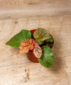 Begonia Midnight Sun Variegata 3A