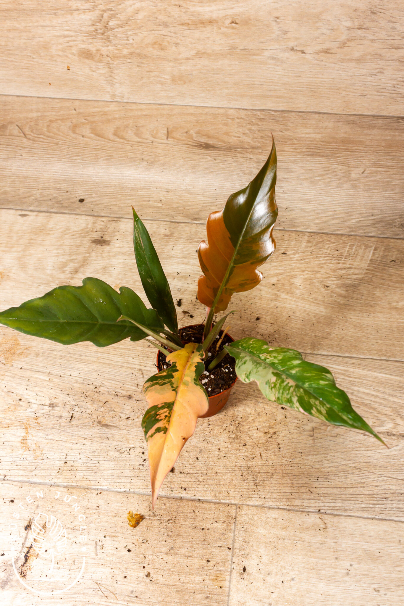 Philodendron 'Caramel Marble' mit herzförmigen Blättern in unregelmäßiger Marmorierung aus Grün, Creme und warmen Karamelltönen