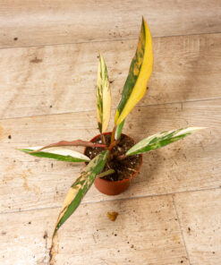 Philodendron caramel marble 3A