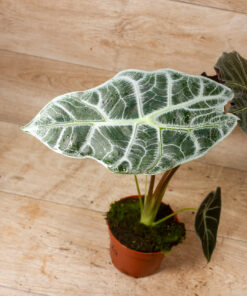 Alocasia watsoniana lightning 1A