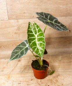 Alocasia watsoniana lightning 2A