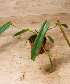 Philodendron Spiritus Sancti 1A