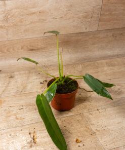 Philodendron Spiritus Sancti 3A