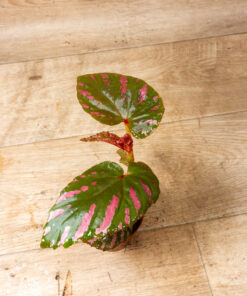 Begonia Brevirimosa 1A