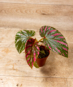 Begonia Brevirimosa 2A