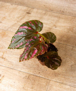 Begonia Brevirimosa 3A