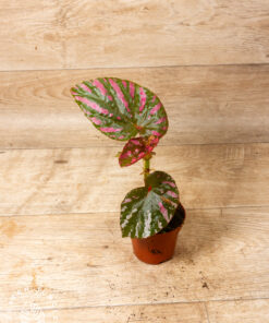 Begonia Brevirimosa 4A