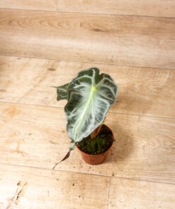 Alocasia Venom 4A
