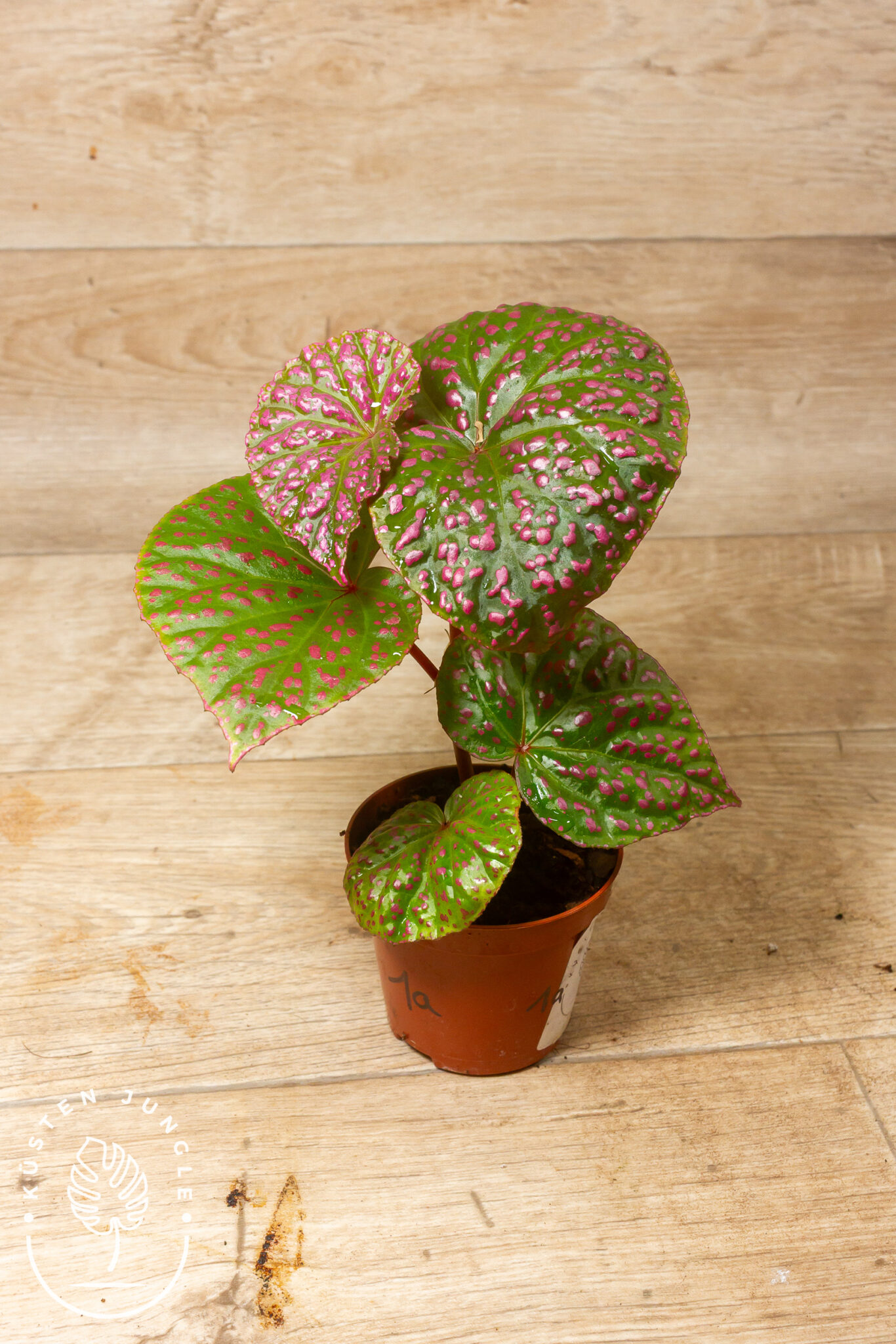 Begonia roseopunctata mit hellgrünen Blättern und leuchtend pinken Punkten und Blatträndern
