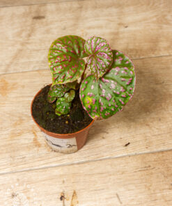 Begonia roseopunctata 002