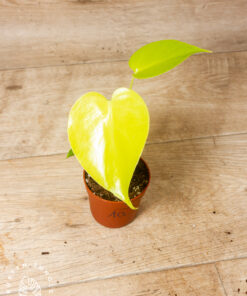 Monstera 'Lime Banana'  001A