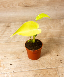 Monstera 'Lime Banana'  002A