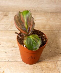 Kaempferia Pulchra Variegata Pink 001A