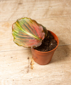 Kaempferia Pulchra Variegata Pink 002A