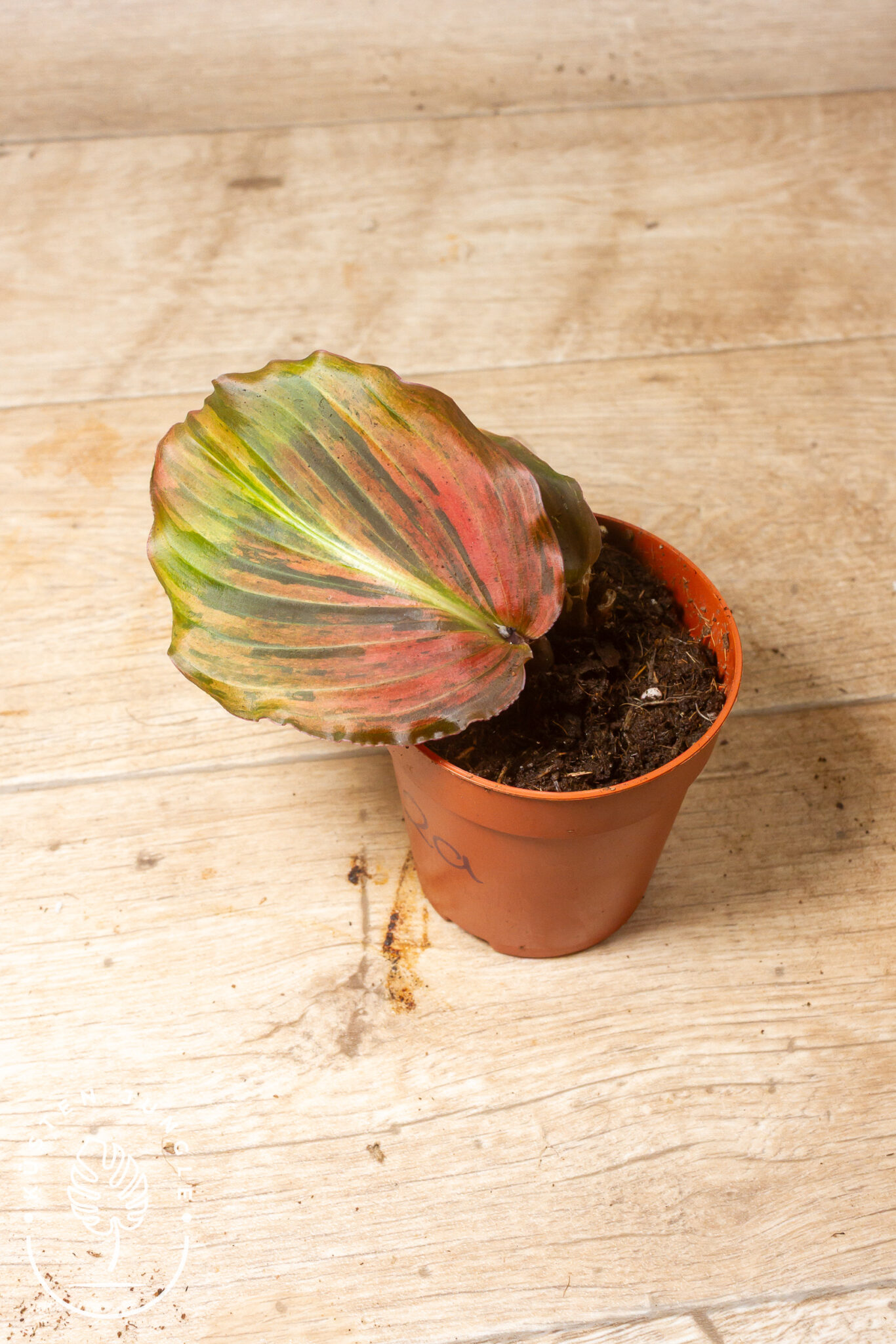 Kaempferia pulchra Variegata Pink mit breiten, bodennah wachsenden Blättern in grün-silbrig-pinker Panaschierung