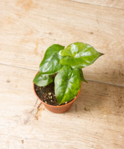 Alocasia Yucatan Princess Aurea 003A