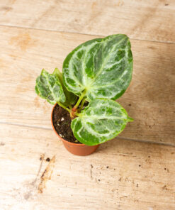 Anthurium Silver Blush Mint 001A