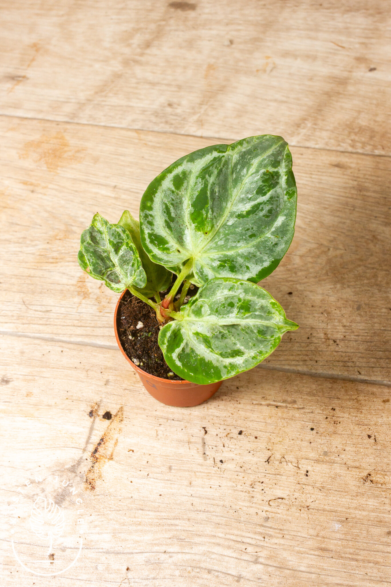 Anthurium 'Silver Blush Mint' mit samtigem, herzförmigem Blatt in mintgrünem Ton und kräftig silbriger Äderung