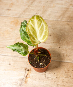 Anthurium Silver Blush Mint 002A