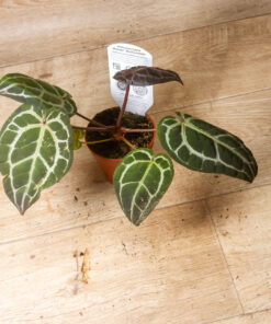 DocBlock Anthurium Michelle® 001A