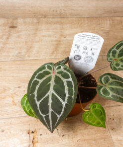 DocBlock Anthurium Michelle® 002A