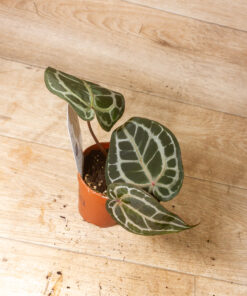 DocBlock Anthurium Michelle® 003A
