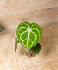 Anthurium king of clarinervium 'sulanjana' 001A