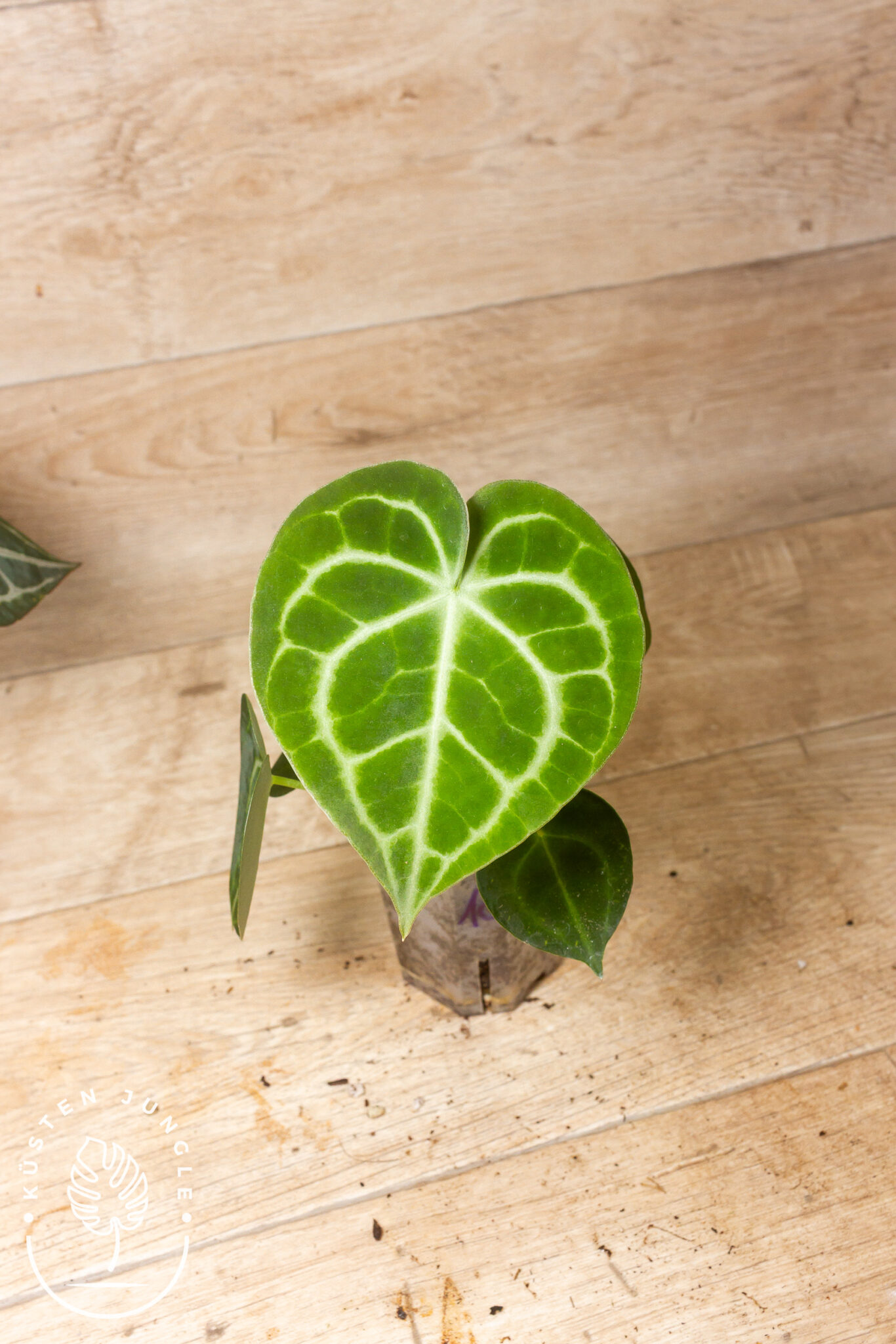 Anthurium 'King of Clarinervium Sulanjana' mit großem, samtig dunkelgrünem Herzblatt und markant hellen, kontrastreichen Blattadern