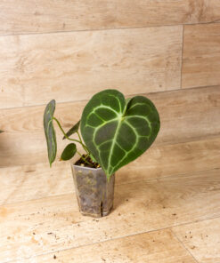 Anthurium king of clarinervium 'sulanjana' 002A