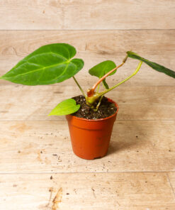 Anthurium Papillilaminum x Dark Phoenix 001A – Bild 2