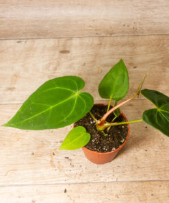 Anthurium Papillilaminum x Dark Phoenix 001A