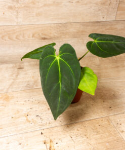 Anthurium Papillilaminum x Dark Phoenix 002A