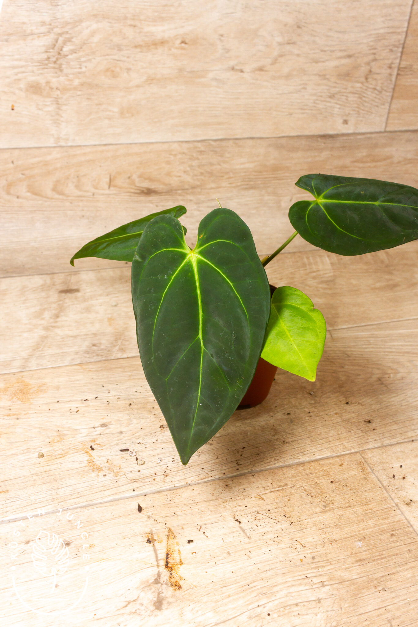 Anthurium papillilaminum x 'Dark Phoenix' mit samtig fast schwarzem Blatt und kontrastreicher heller Äderung