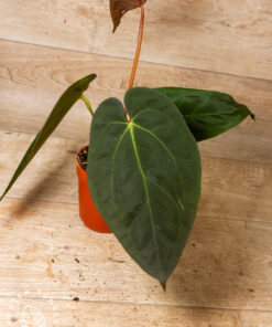 Anthurium (Michelle X Red Velvet Cake) X Goliath 001A