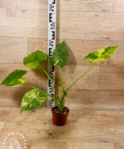 Alocasia Gageana Aurea 001