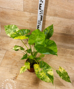 Alocasia Gageana Aurea 002