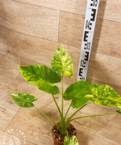 Alocasia Gageana Aurea 003