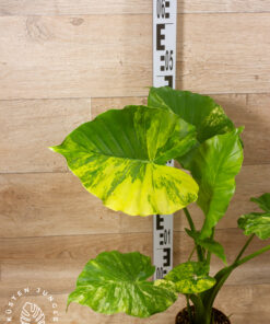 Alocasia Gageana Aurea 004