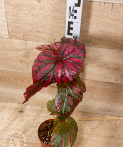 Begonia Brevirimosa 1A