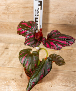 Begonia Brevirimosa 2A