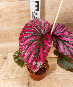 Begonia Brevirimosa 3A