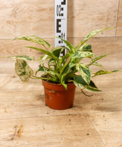 Philodendron emerald queen variegata 1A – Bild 2