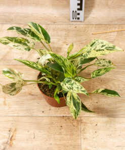 Philodendron emerald queen variegata 1A