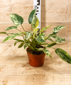 Philodendron emerald queen variegata 2A – Bild 2