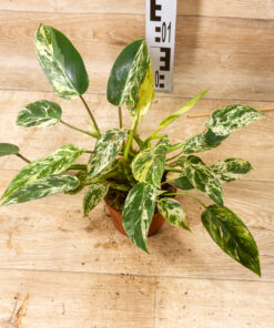 Philodendron emerald queen variegata 2A