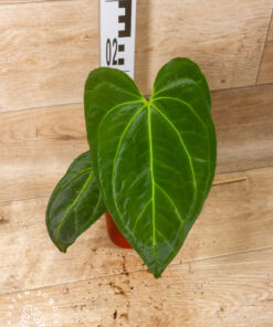 Anthurium Papillilaminum x Dark Phoenix 001A