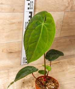 Anthurium Papillilaminum Guna Yala x BVEP 001A
