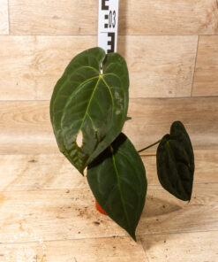 Anthurium (Michelle X Red Velvet Cake) X Goliath 001A